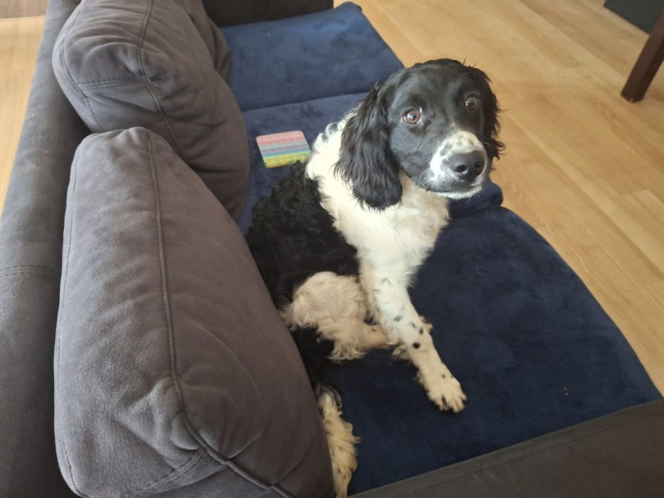 Springer spaniel