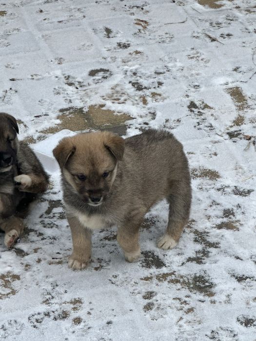 Віддам безплатно