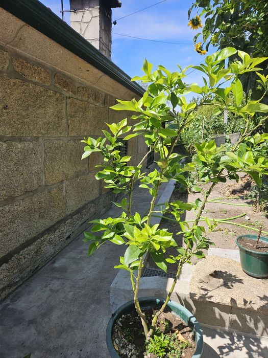 Limoeiro  com fruto