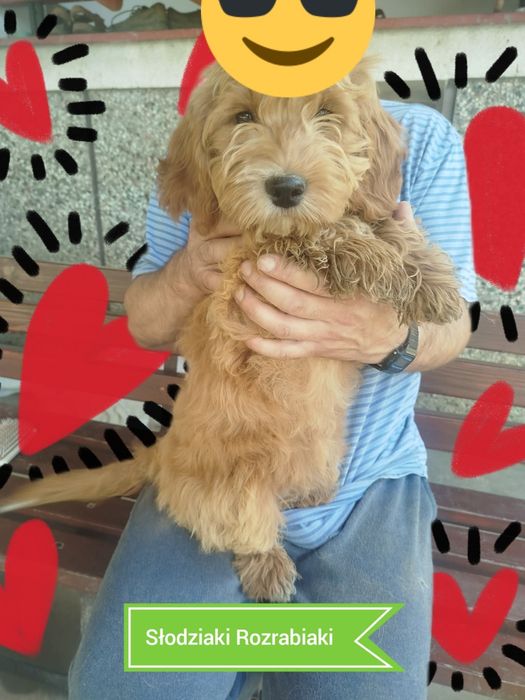 Goldendoodle f1b