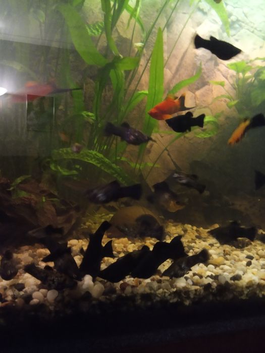 Ryby - Molinezje i Mieczyki