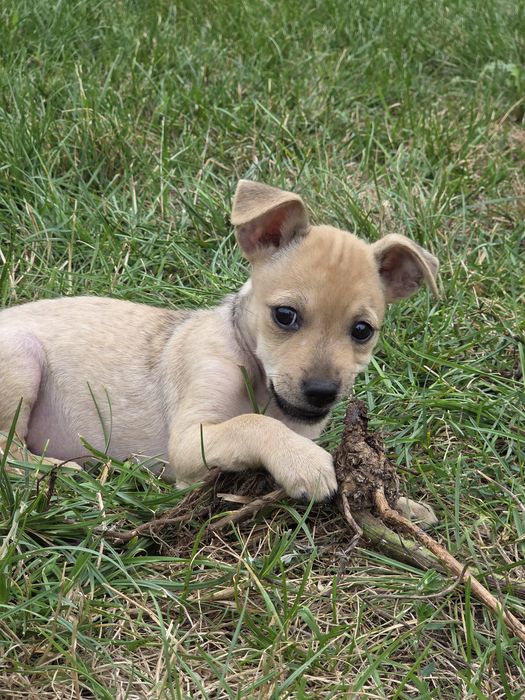 Trixi 2 miesięczna suczka do adopcji