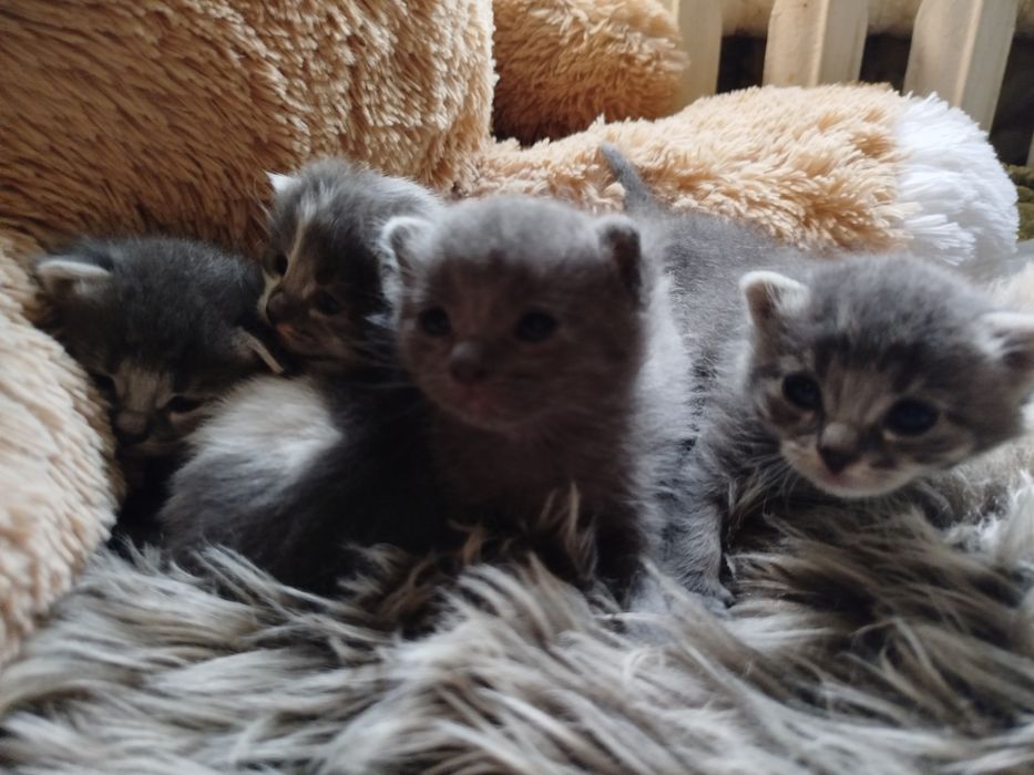 Кошенята в добрі руки