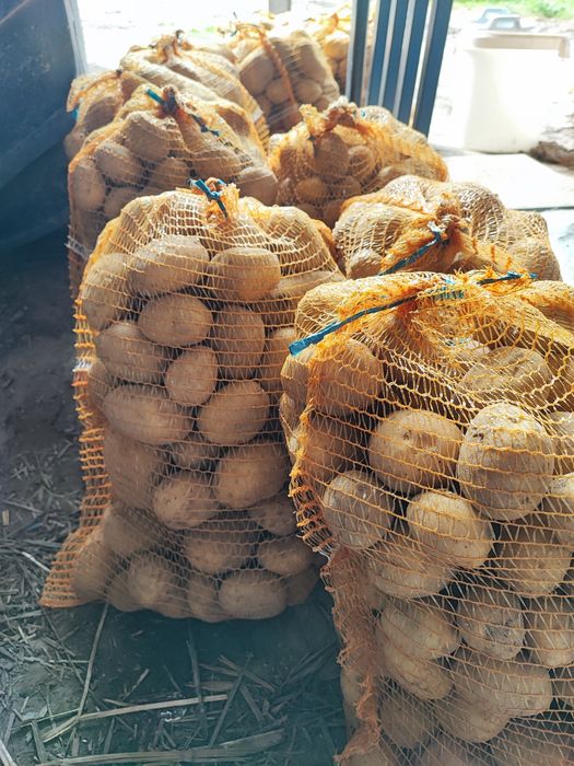 Ziemniaki Denar Lilly Hetman Red Sonia( czerwona) gwiazda Lord