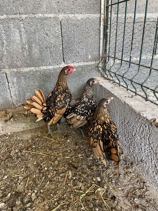 aves ornamentais Sebright casal