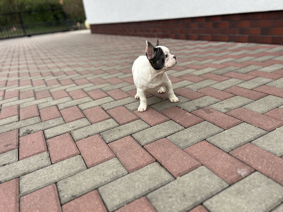 Suczka Buldog Francuski urocza .