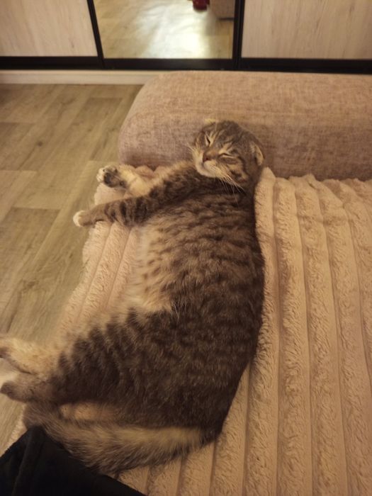 Котик кастрований в добрі руки