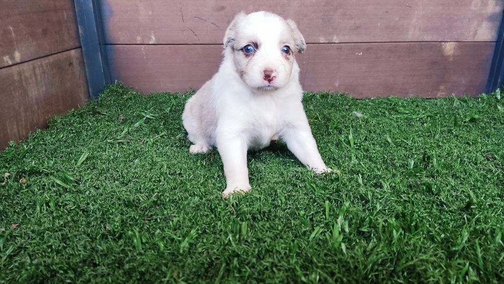 Cachorro border collie