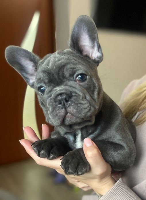 Мальчик французского бульдога