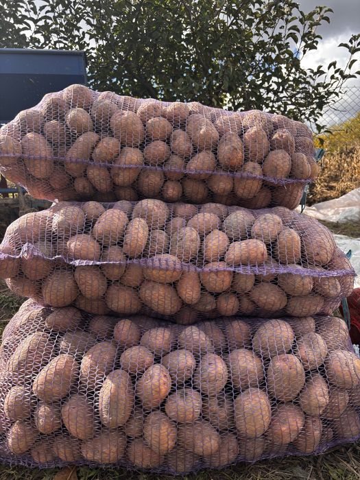 Продам картоплю белла роса та княгиння