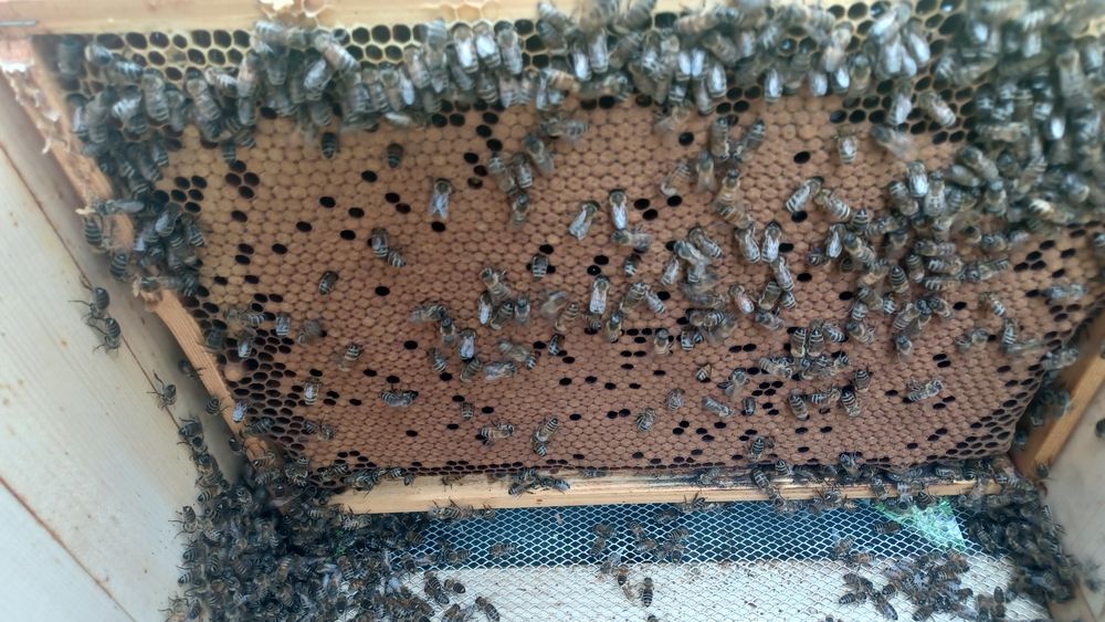 Matki pszczele Carnica