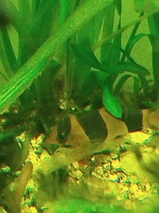 Botia palhaço grandes