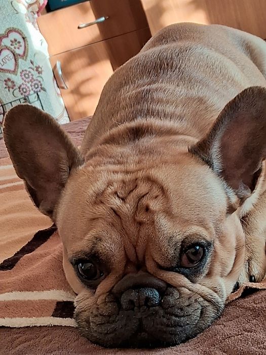 Французский бульдог,мальчик/вязка/