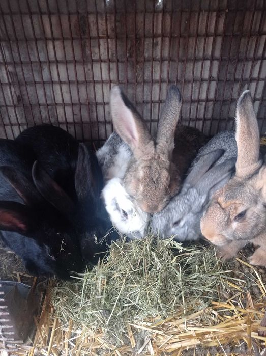 Кролі різного віку