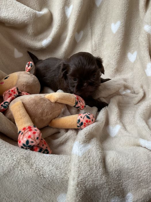 Shih tzu CzekoladowyPiesek
