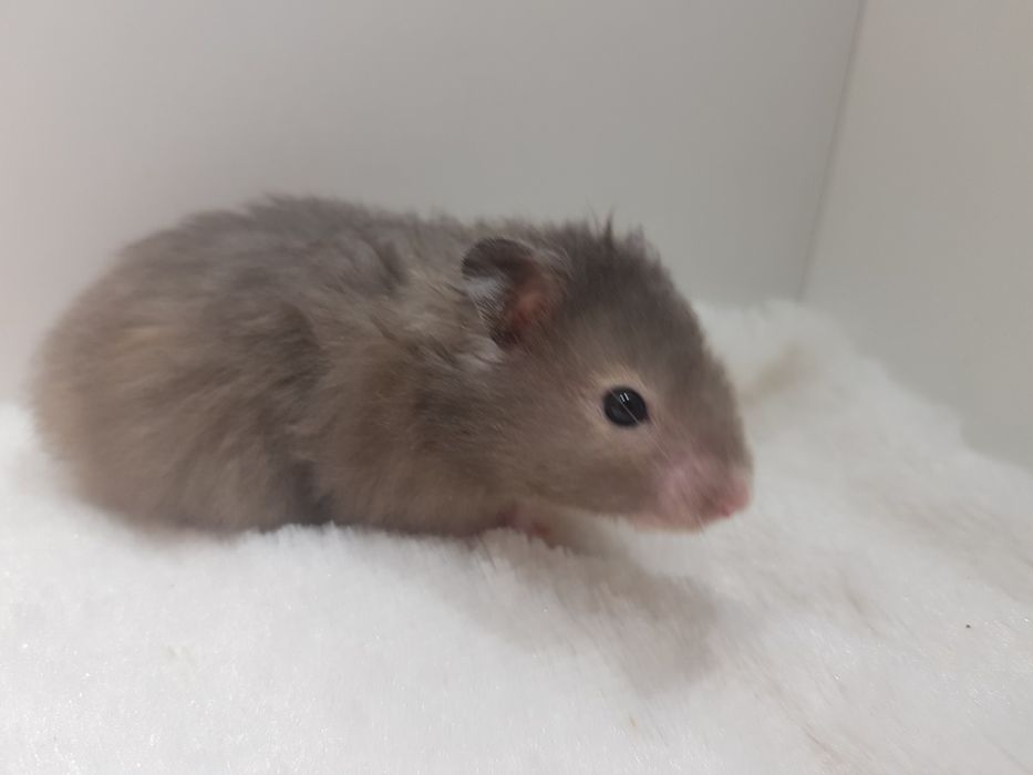 Chomik syryjski (Mesocricetus auratus) maluszki