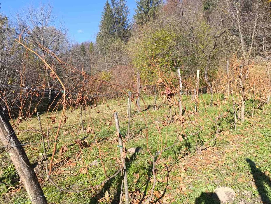 Продам чубуки і саджанці винограду.