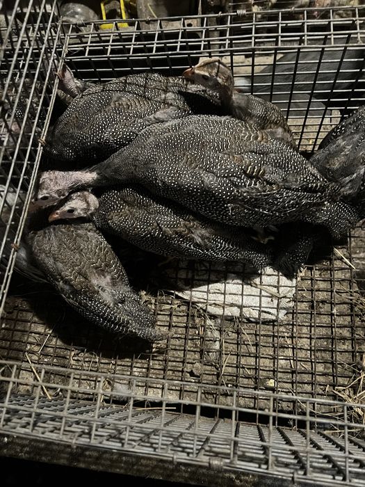 Цесарки підрощі ,