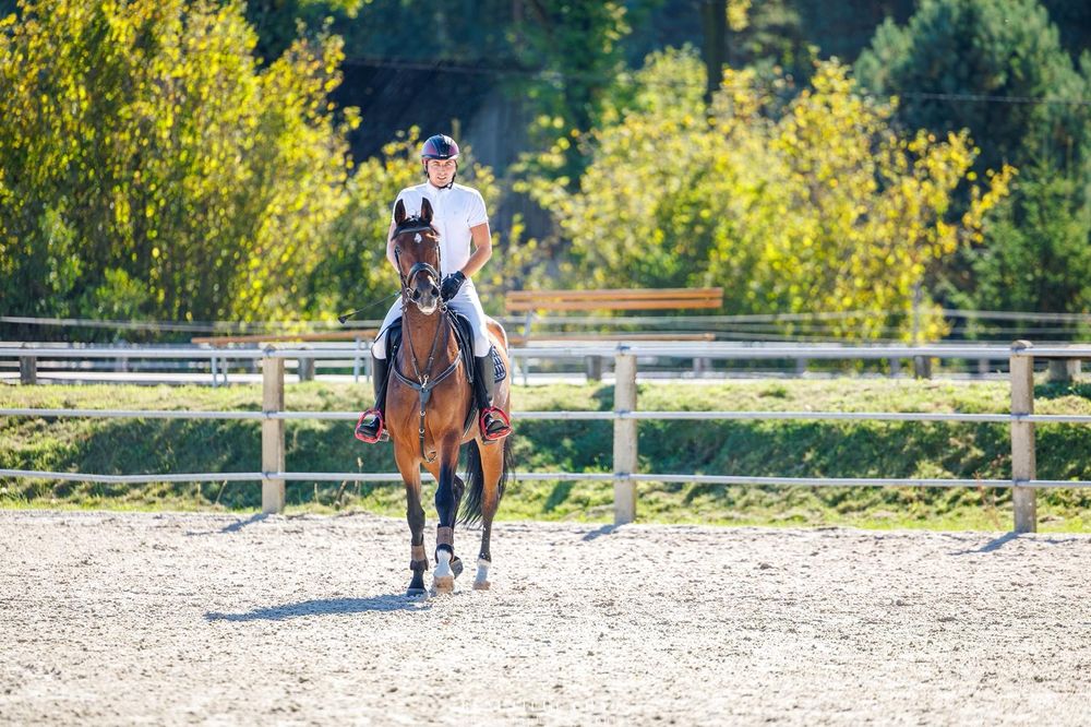 Klacz wielkopolska 6-lat