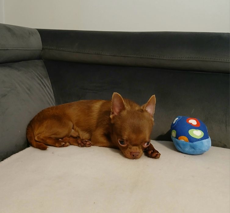 Piesek chihuahua