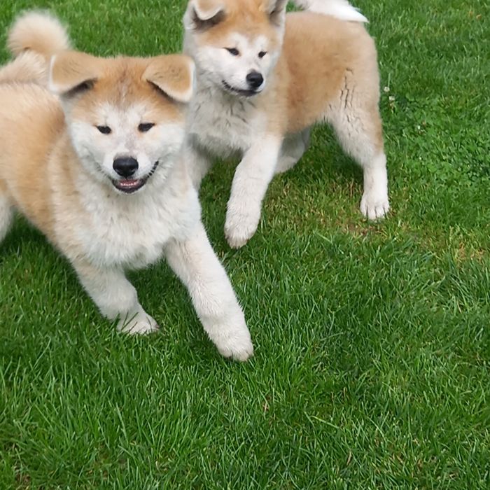 Akita Inu suczka FCI