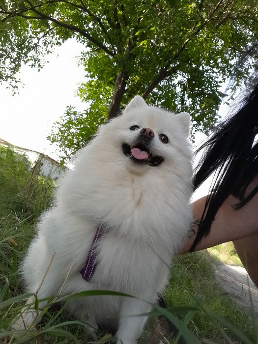 Померанський шпіц шукає наречену для в'язки