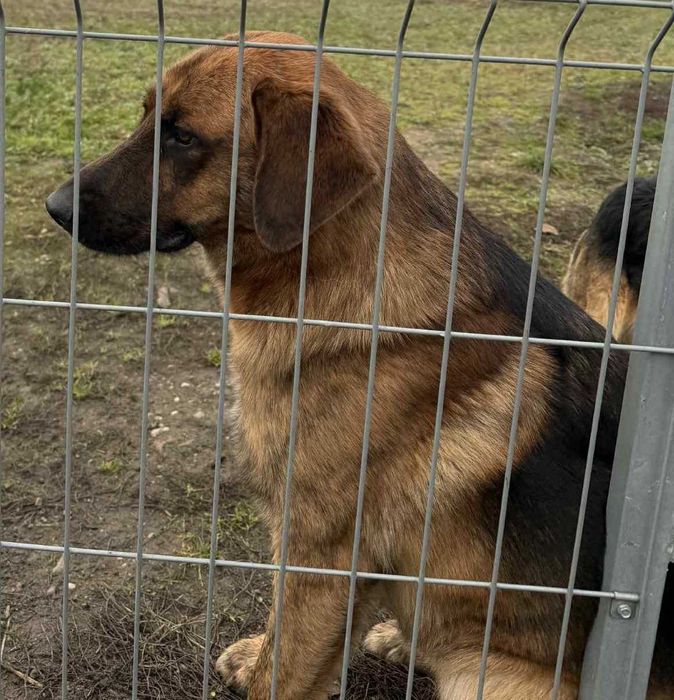 Owczarek  szuka domu schronisko Zgierz -aktualne