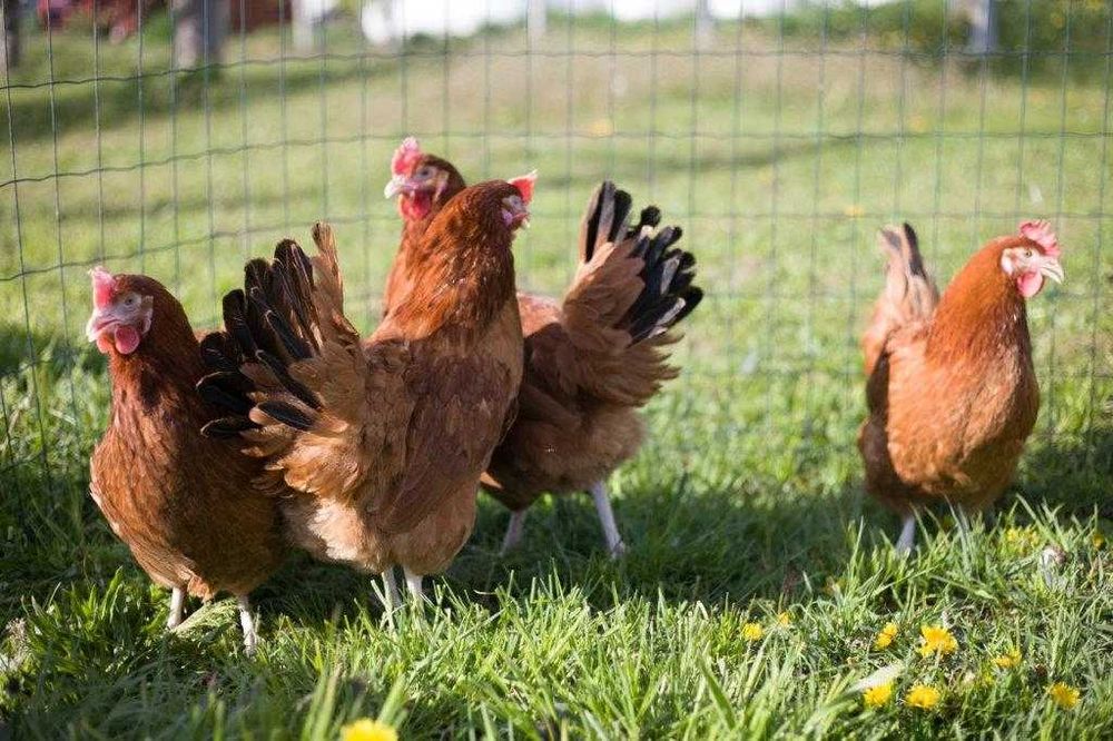 Kurki młode nioski ROSA dowóz gratis