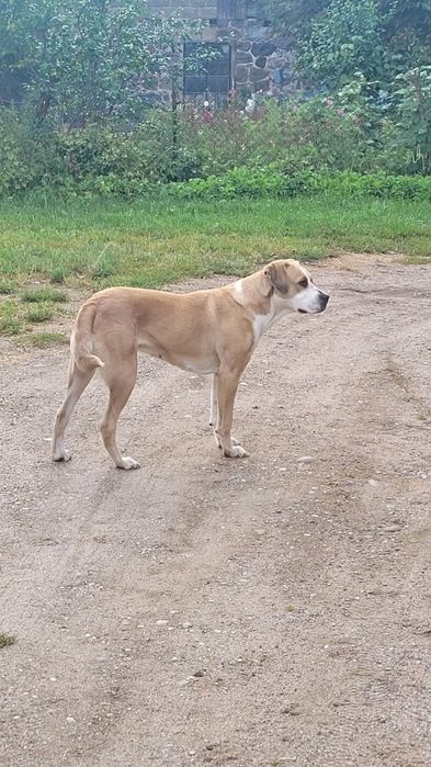 PIES dwuletni ,spokojny do adopcji.