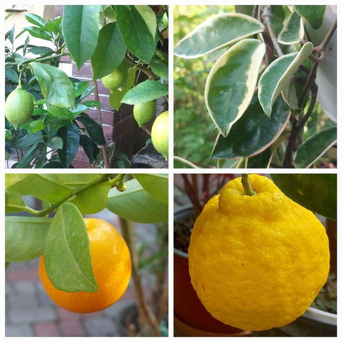 Екзотичні рослини ,цитрусові...