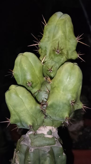 Cacto San Pedro, Bridgesi TBM / C