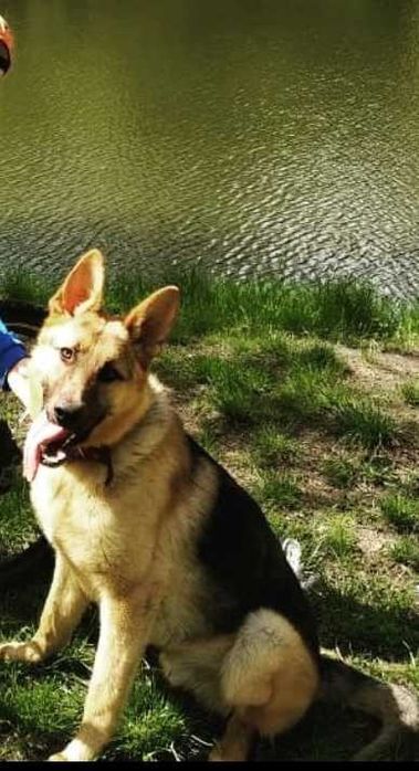 Запрошує на в'язку молодий, чистокровний кобель німецької вівчарки