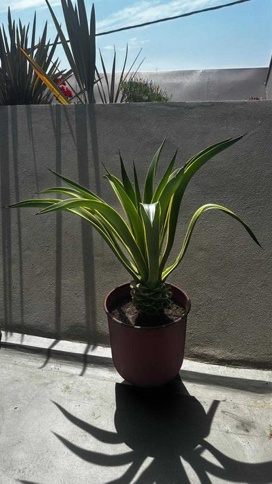 Vaso decorativo Ø30x35 + planta incluída (oferta)