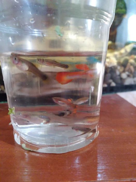 Продам акваріумних рибок Гуппі