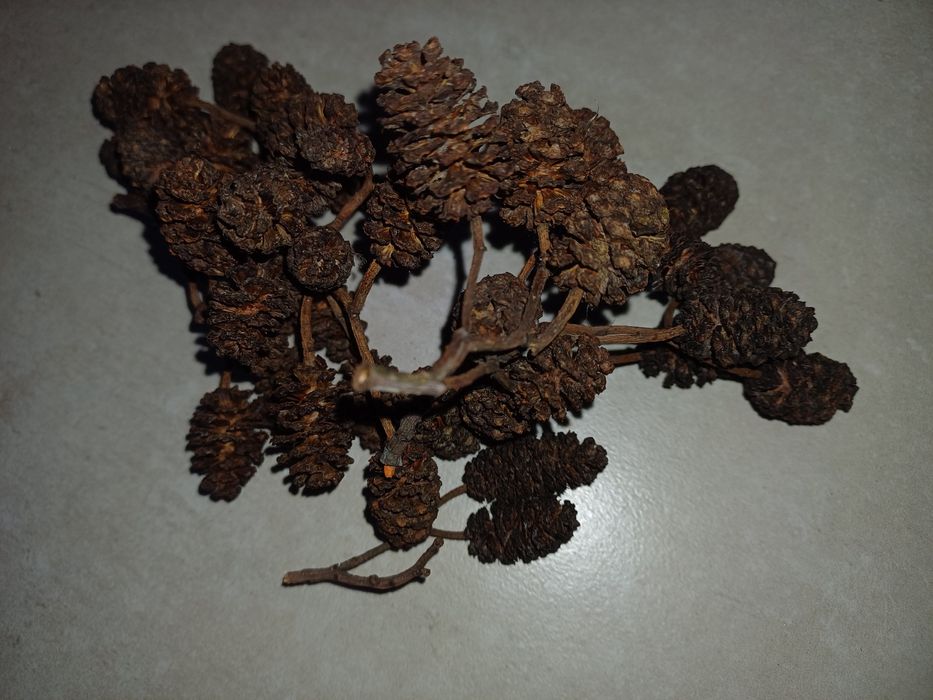 Szyszki olchy czarnej 300 sztuk.