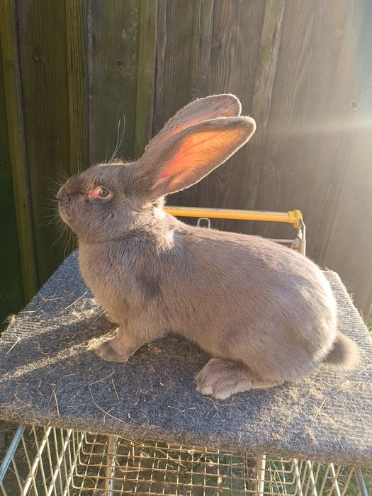 Olbrzym belgijski niebieski BON samczyki i samiczki