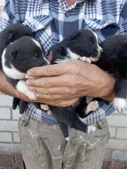 Продам цуценят рел