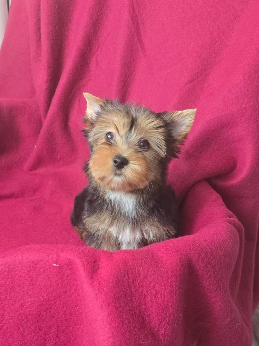 Suczka Yorkshire terrier