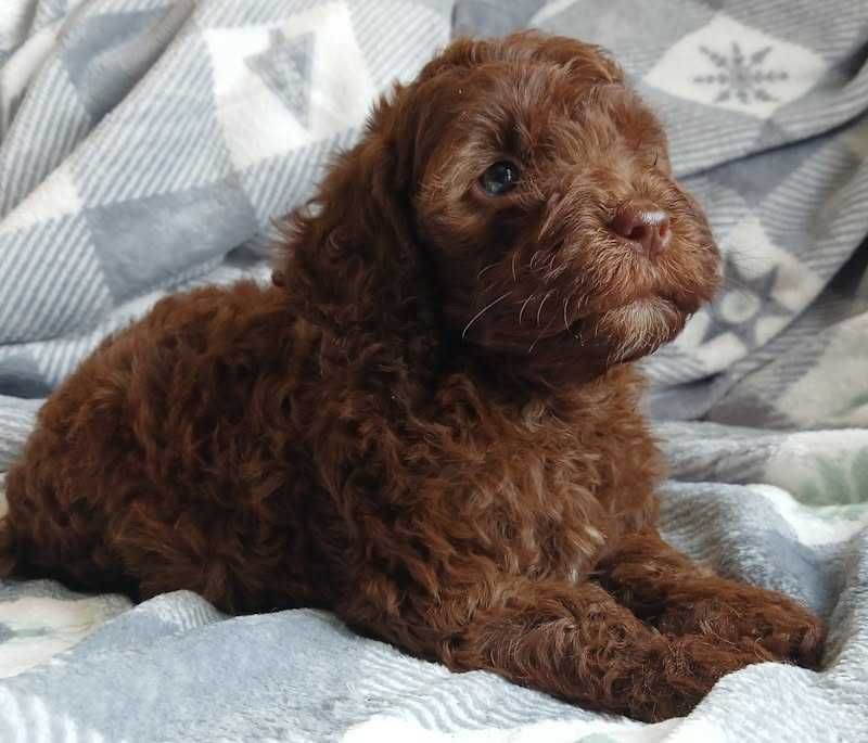 Cockapoo chocolate