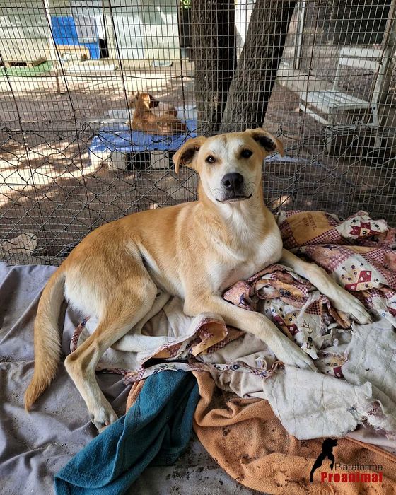 MANCHINHAS - Cãozinho para Adoção!