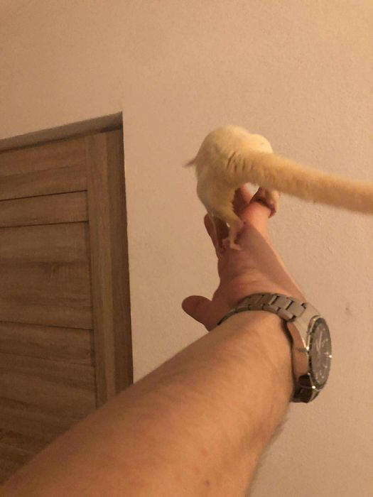 Młode Lotopałanki | Sugar Gliders