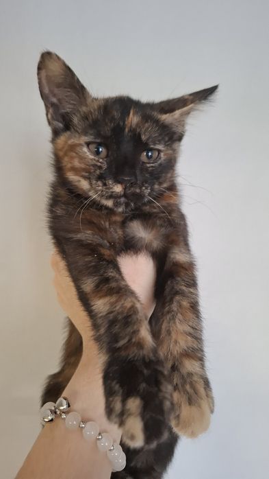 Відаю в добрі руки котів