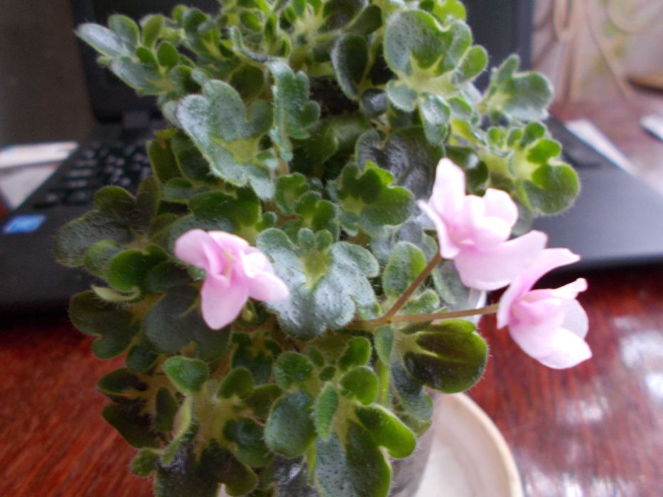 фиалки и мини фиалки более 40 сортов