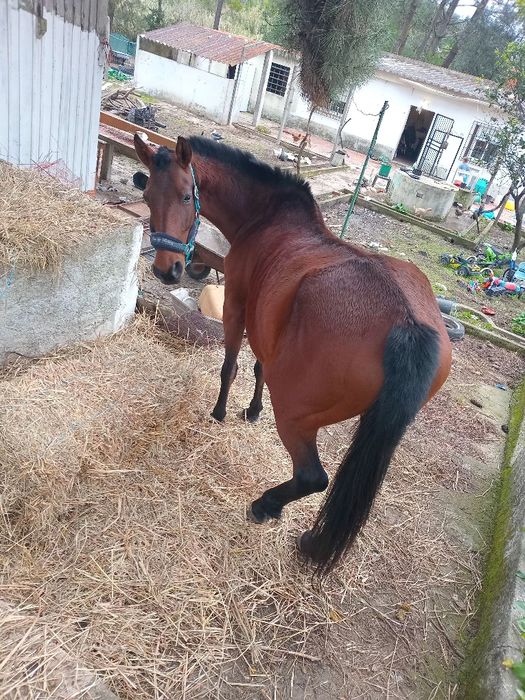 Vendo egua muito mansinha