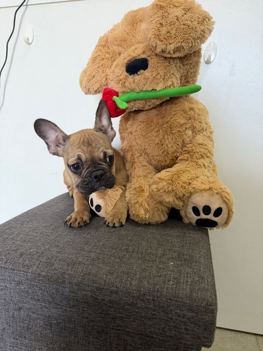 Bulldog Francês lindo