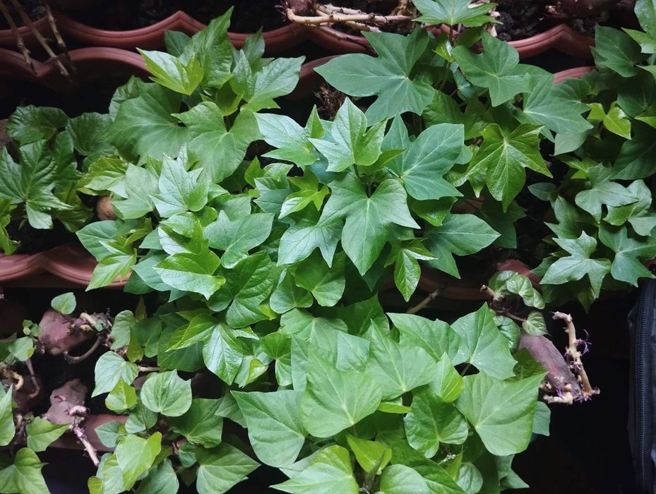 Батат ростки 3сорта