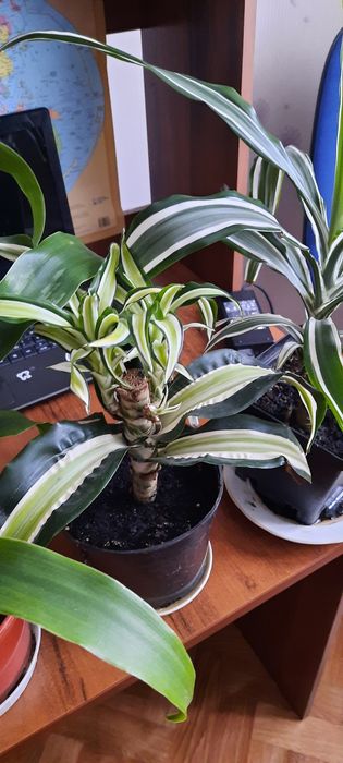 Шефлера,драцена,сингоніум,драцени різні