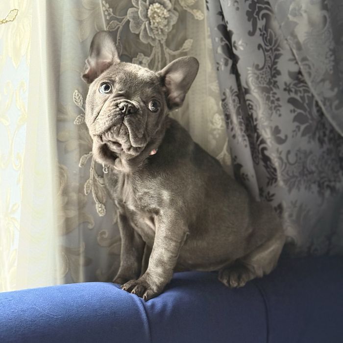 Французкая девочка ищет себе семью:)