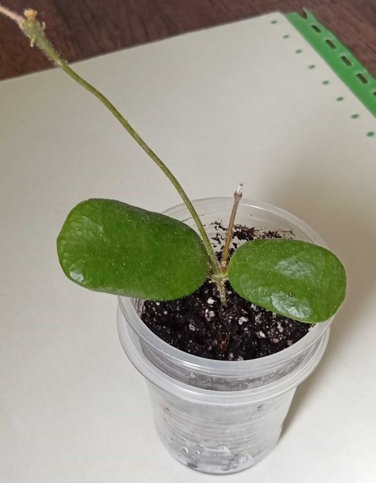 Хойя rotundiflora, obovata variegata