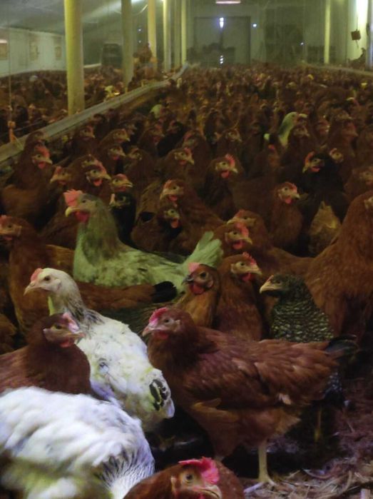 Młode nioski odchowane kurki z Jajkiem